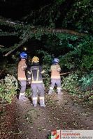 _2024-09-16 Baum über Straße Brunnberg-225250